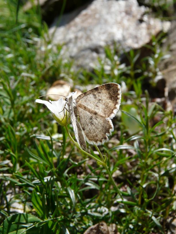 Farfalle Ortles-Cevedale IV serie
